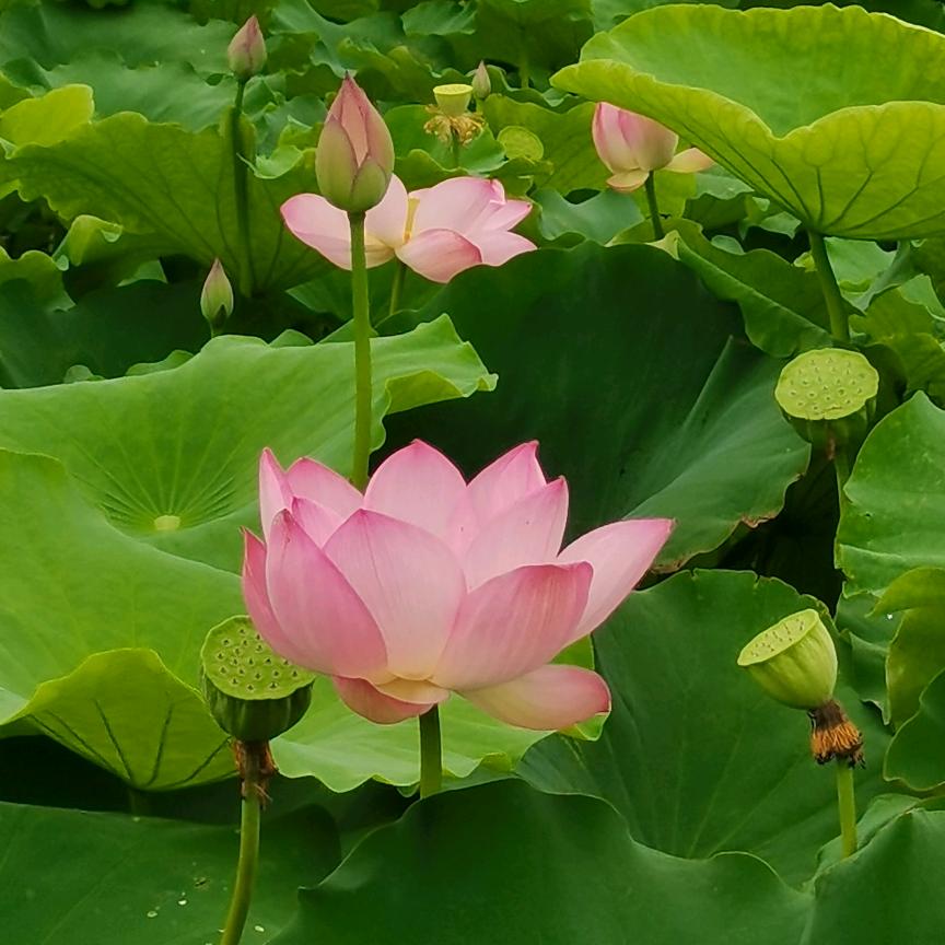 燕儿