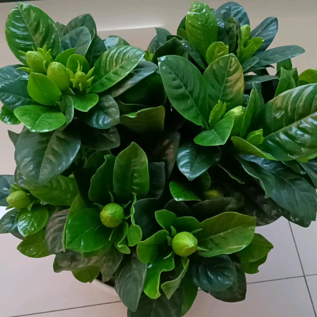 🌺🌺🌹平安喜乐。🌺🌹