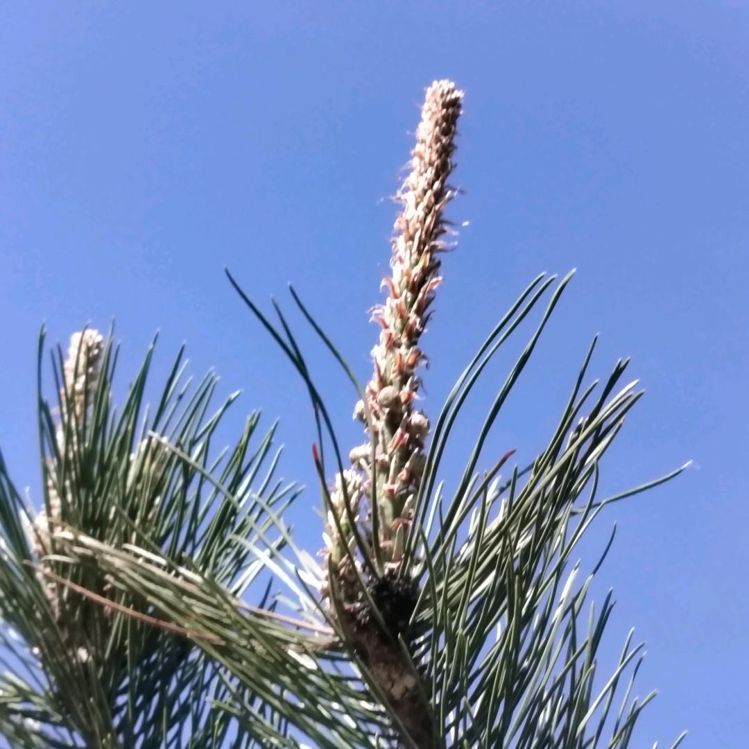 隔壁老王