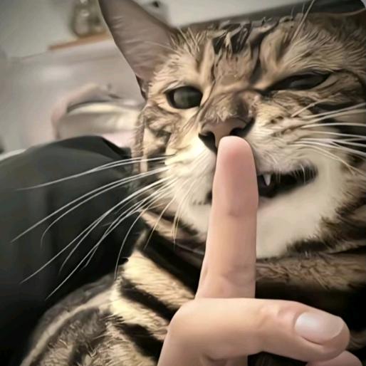 羊羊