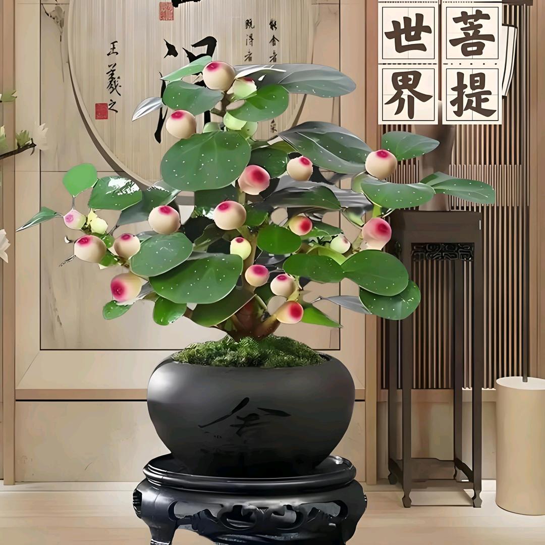 清欢🌱