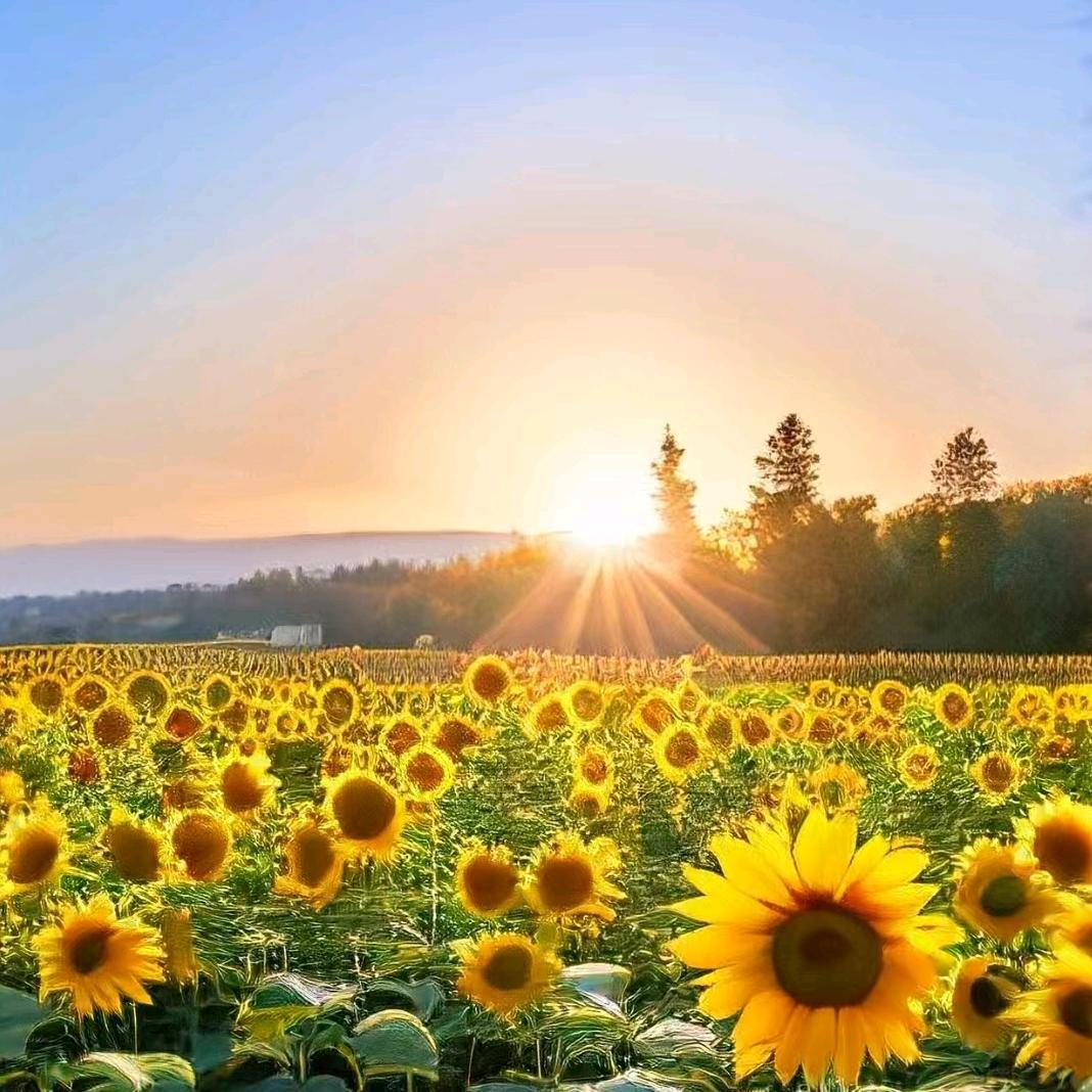 沭阳@千户苗木专业合作社