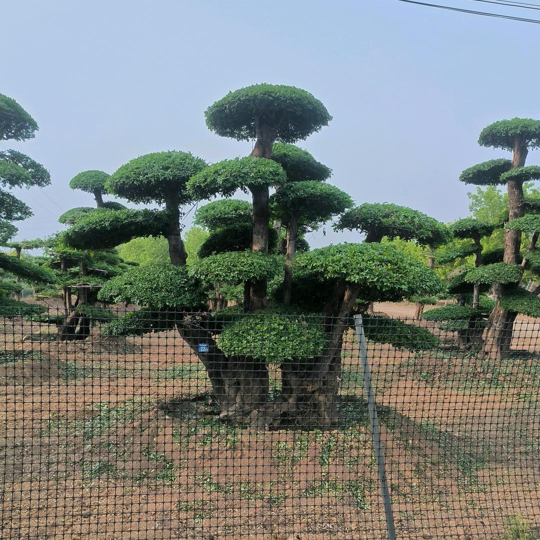 泰安易泽园林有限公司