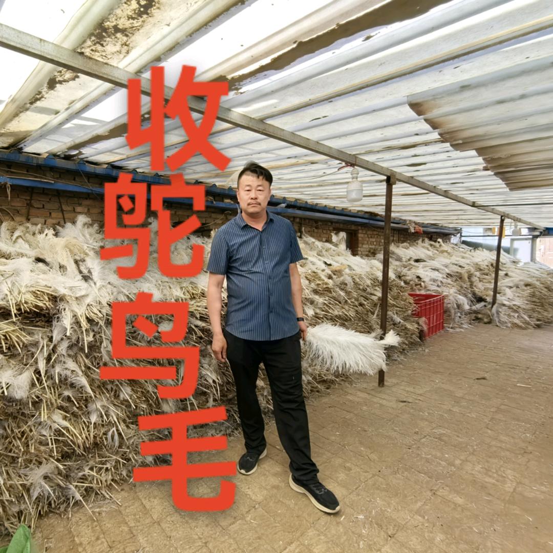 赵兵蒙鸵王鸵鸟羽毛公司