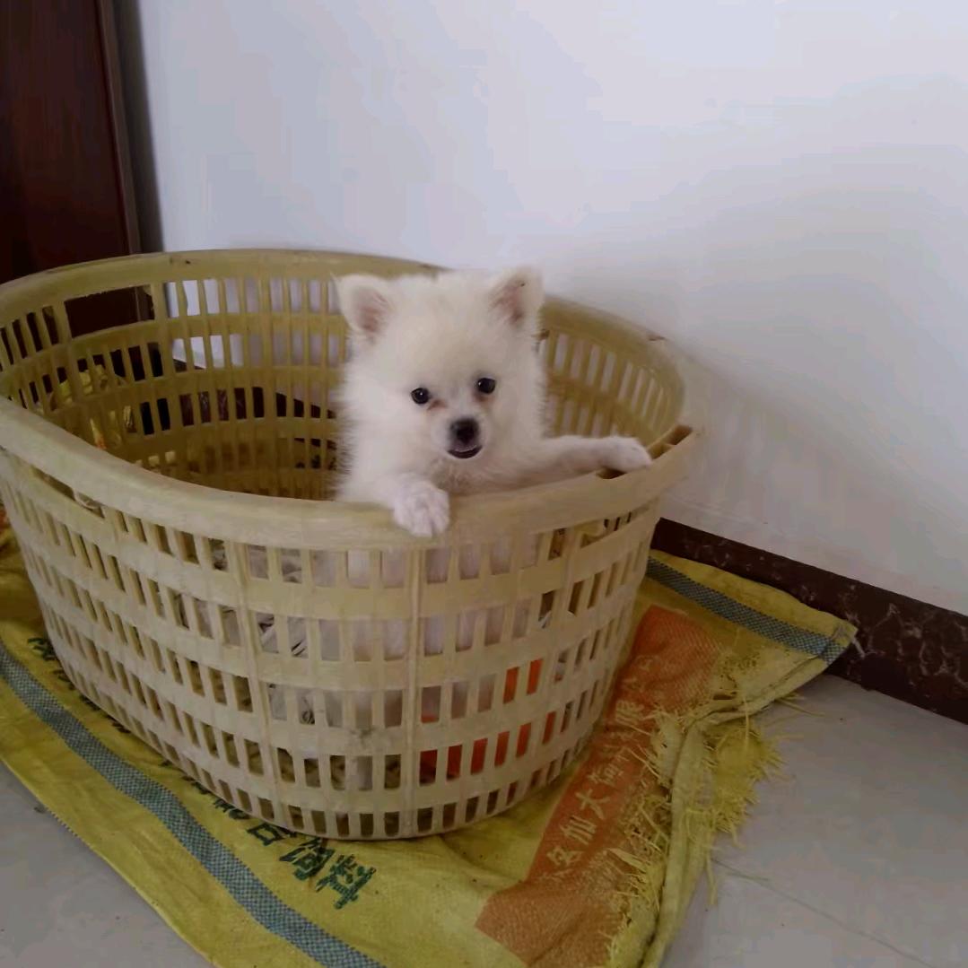 可爱的小狗蛋蛋