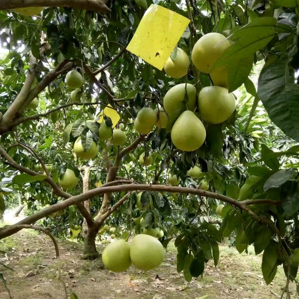 山里的柚子批发（小蔡）