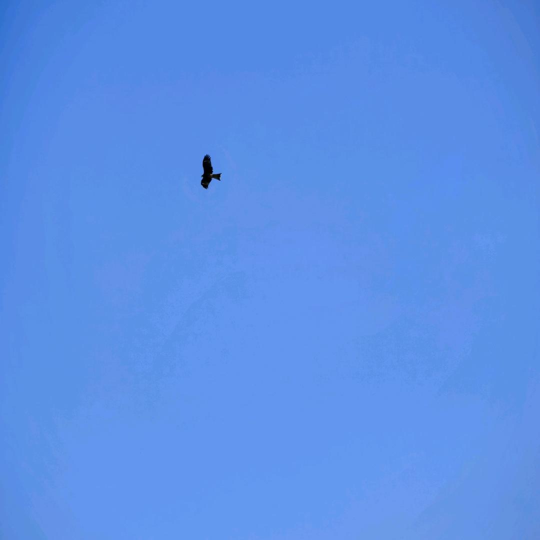 青