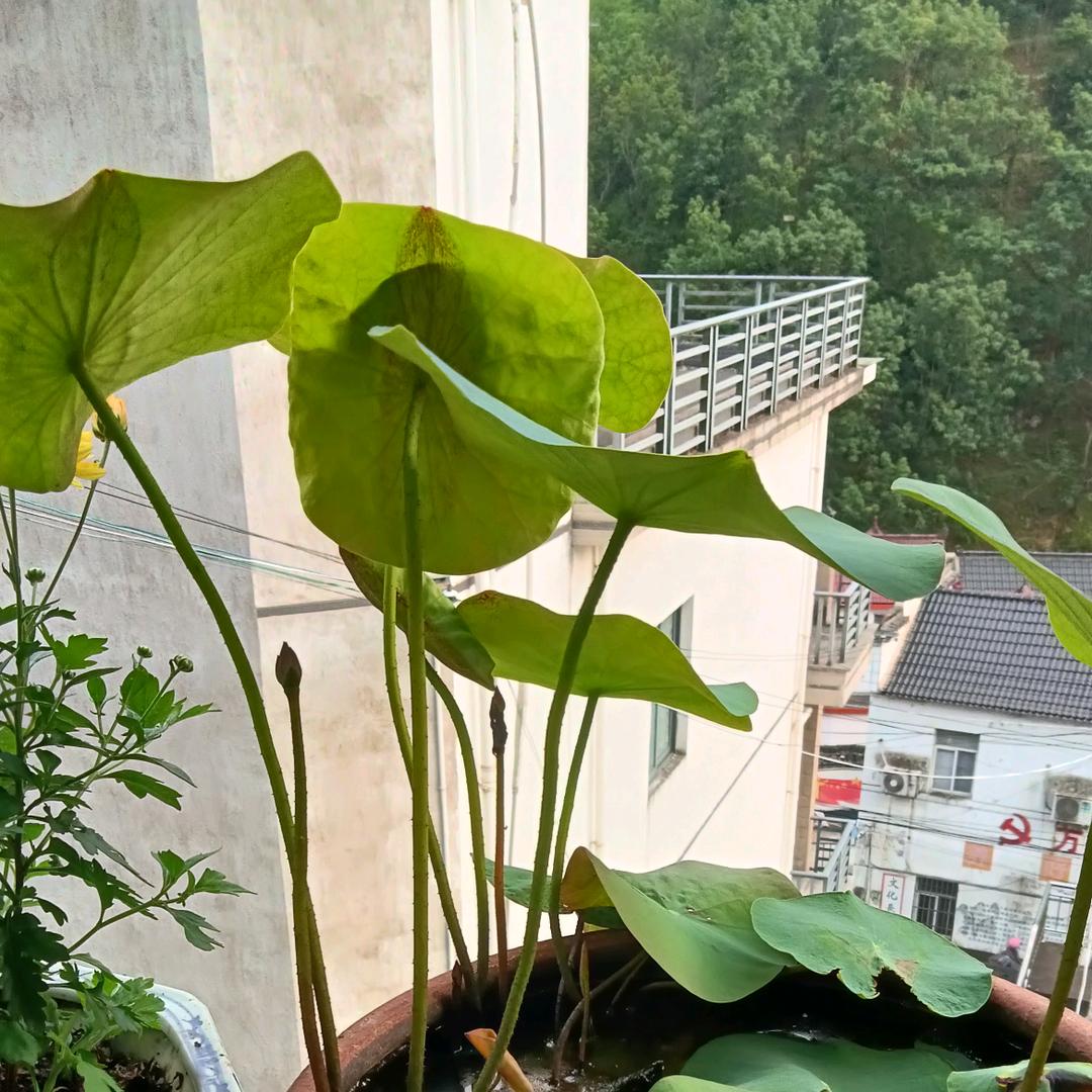 老纪。