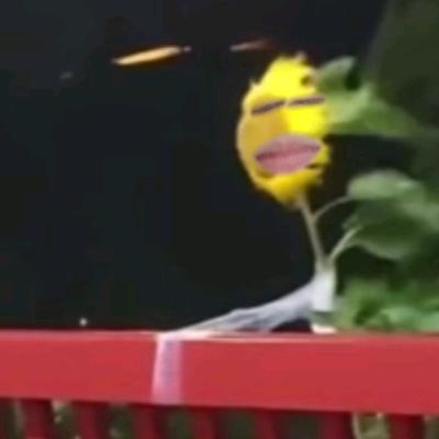 取消早八