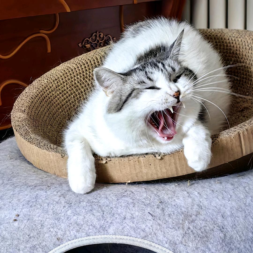 初始