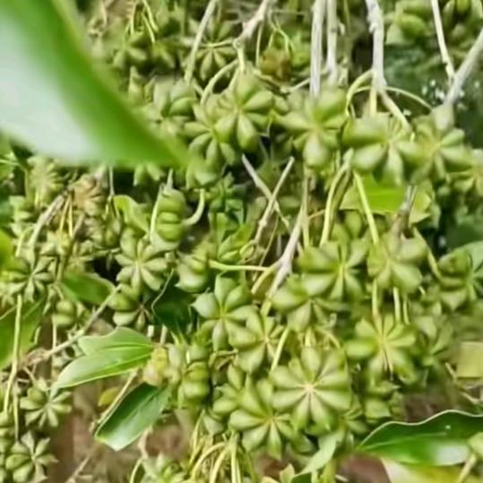 老鼠爱大米 🌺🍀🌺