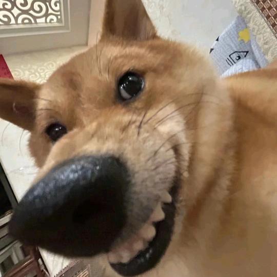 全自动打火机