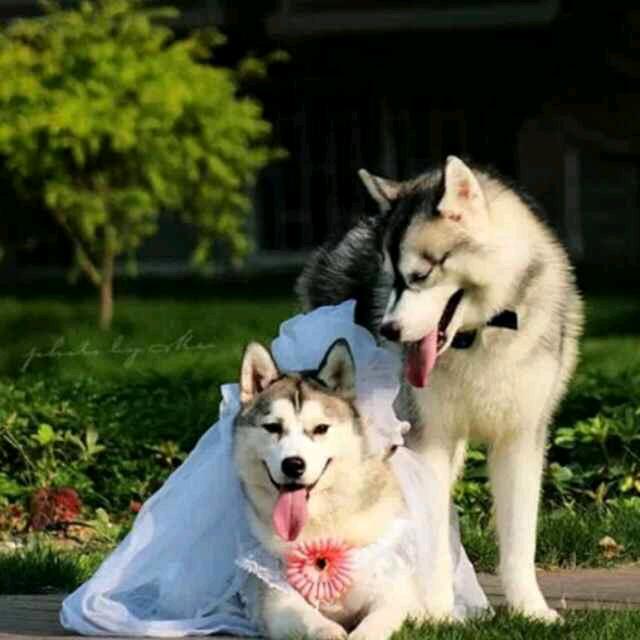 別見狂華