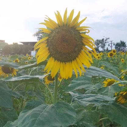 月亮是我磨弯的