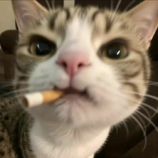 (づ′▽`)づ