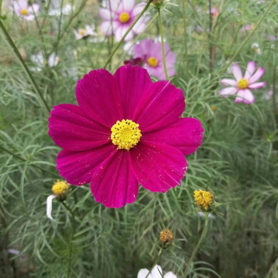 艺艺