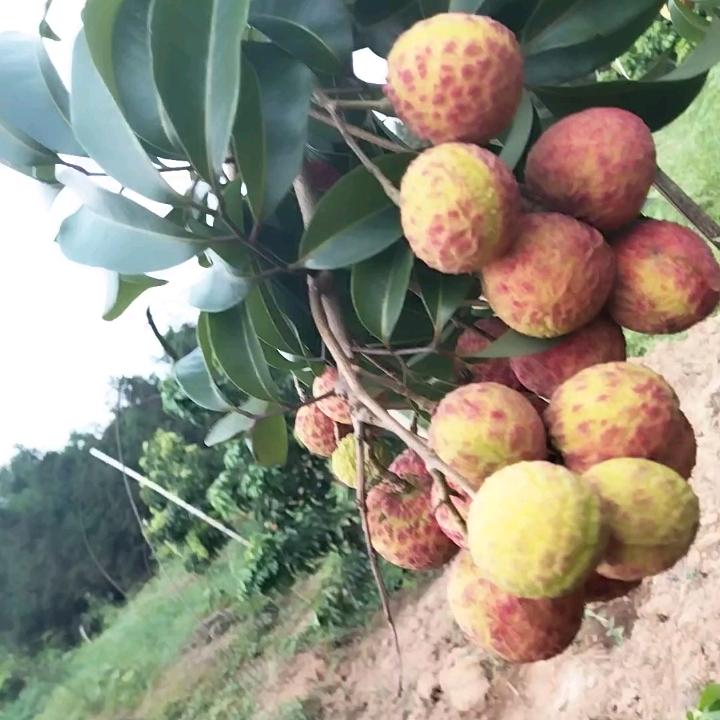蒙胜🤝桂林仙进奉荔枝采摘