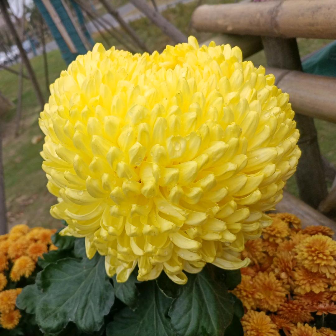 金丝猴（王者荣耀）