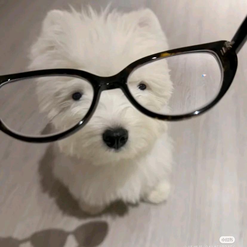 高冷的粽子