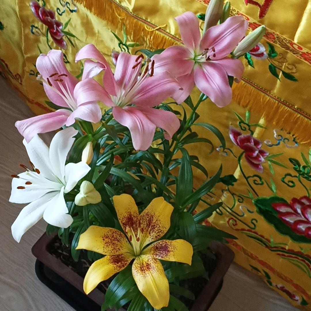 🦂️缘悦2🦂️