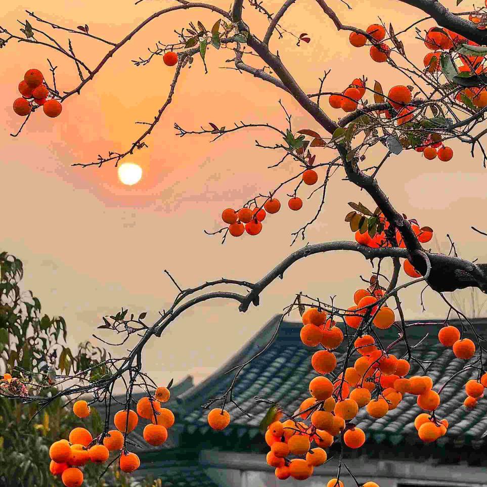 龙🐉共龚