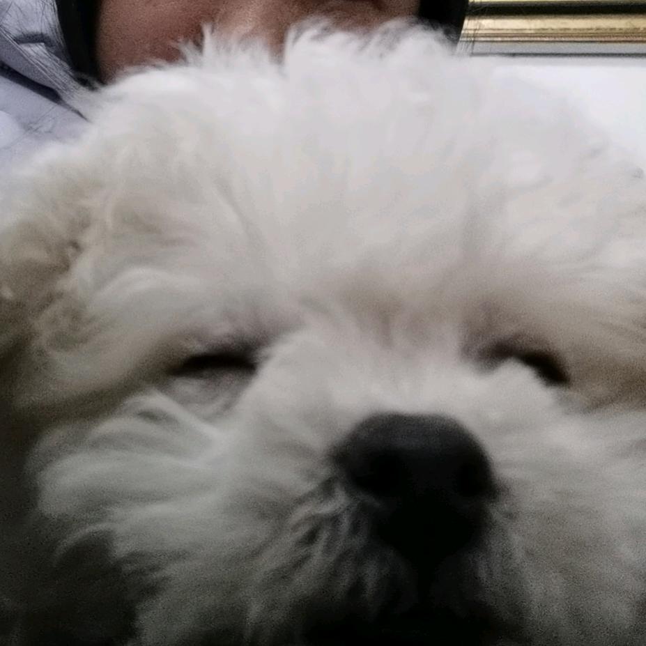 阿奇很乖头像