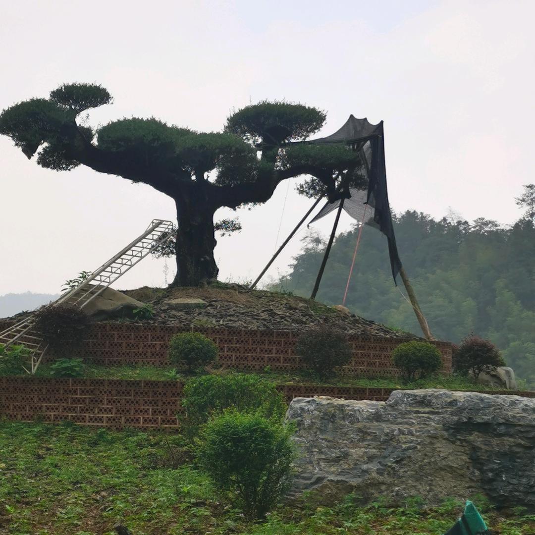 游山玩水的强仔