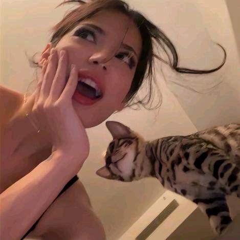 月亮山上的猫