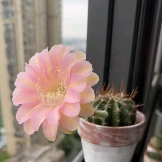 @小橙子