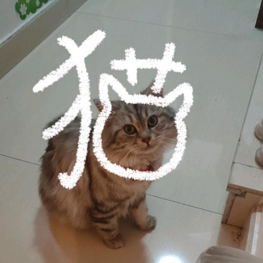 大马妹