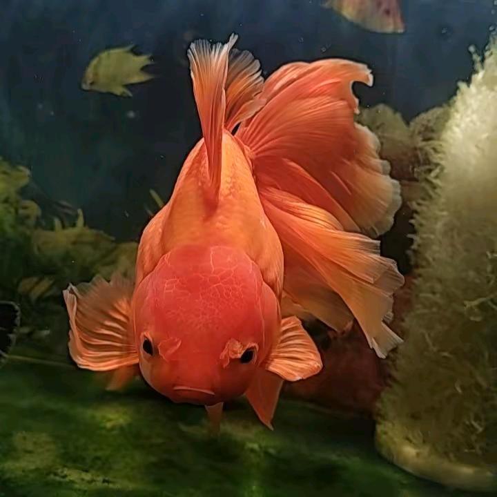 星宇辉天鹏