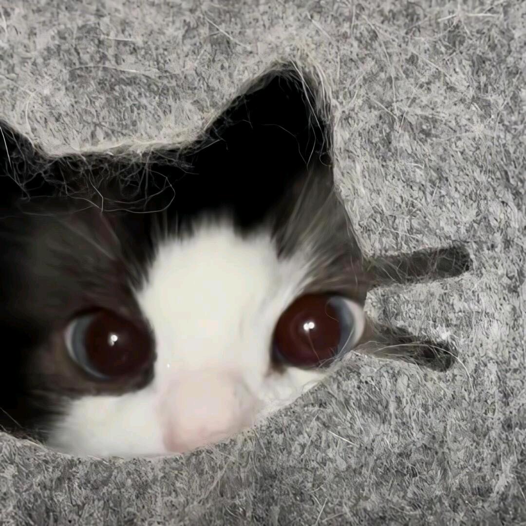 阳阳