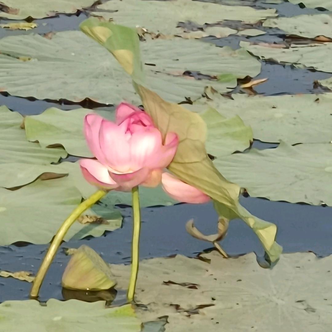 小西西