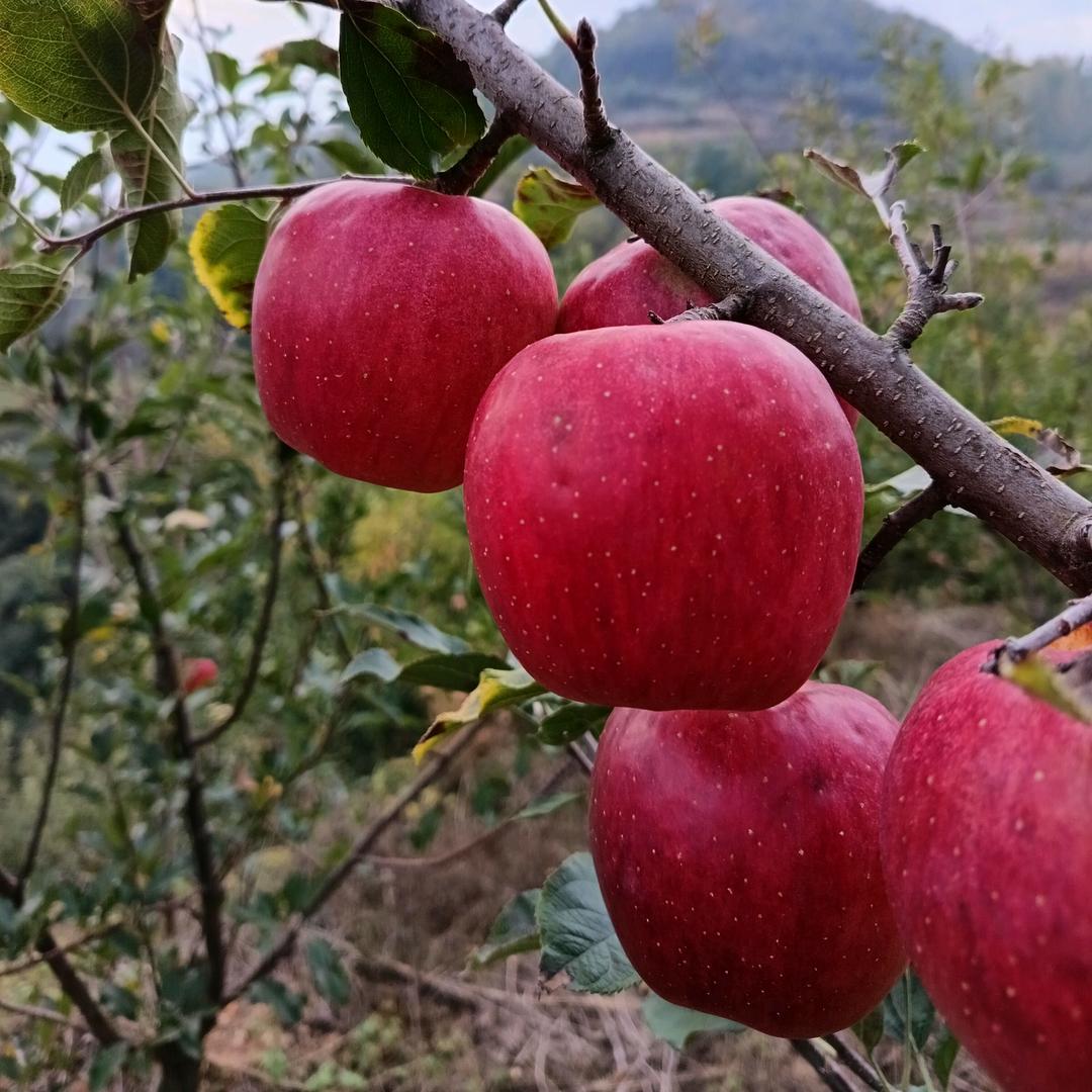 寺河山闫村红苹果