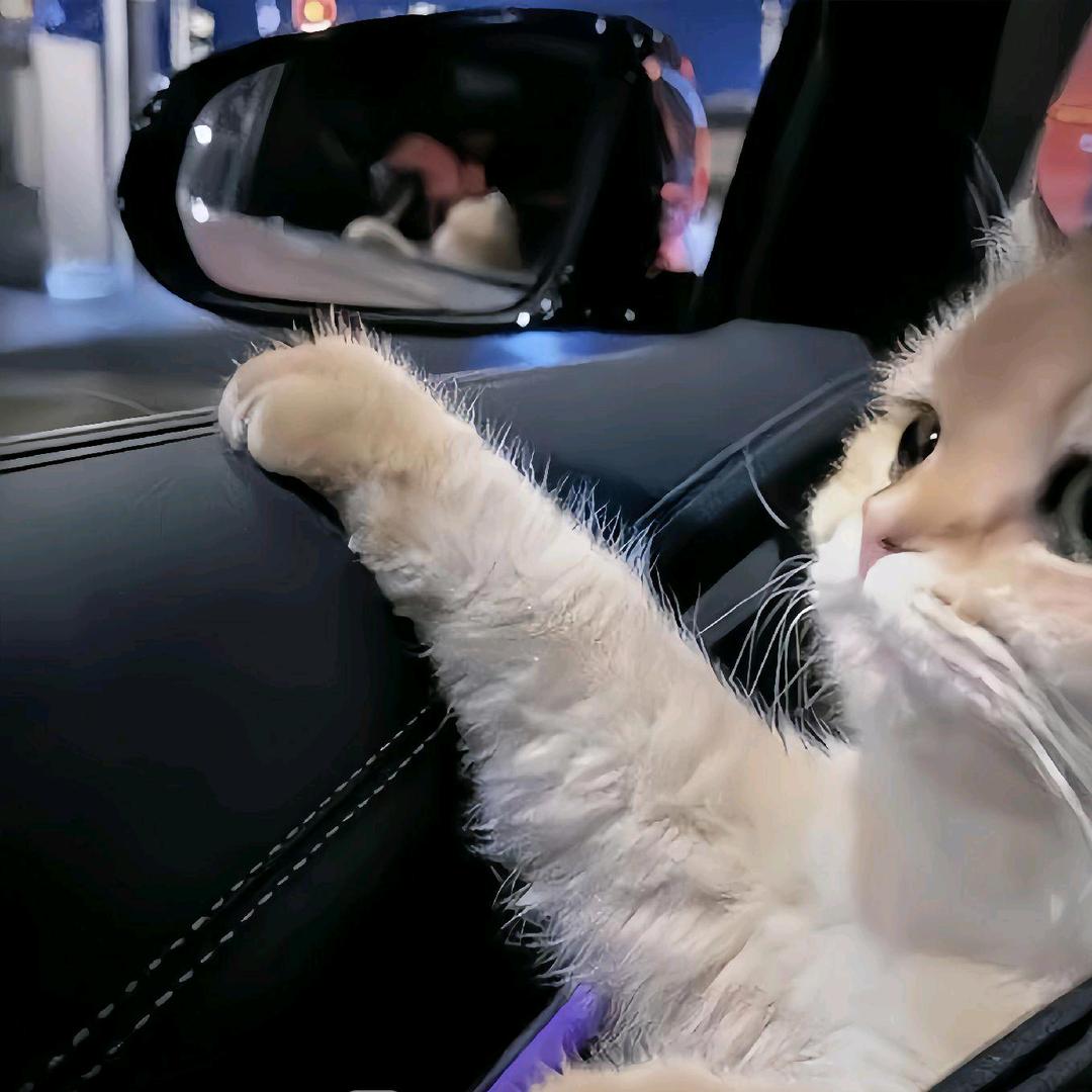 小菜狗