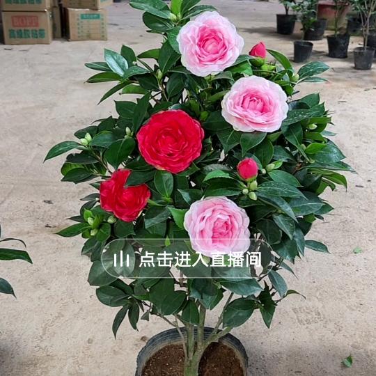 好运长在