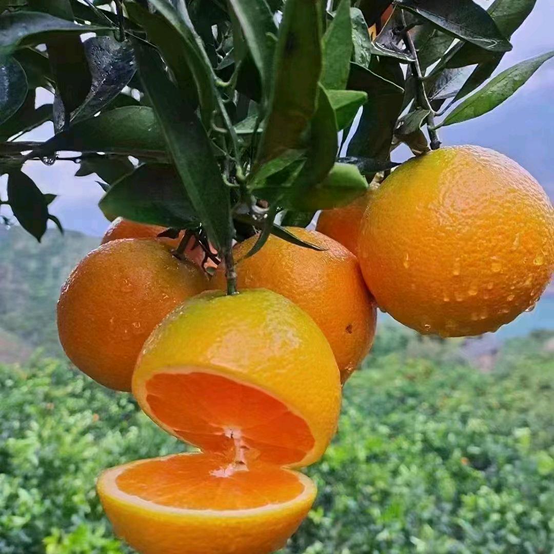 🍊🍊