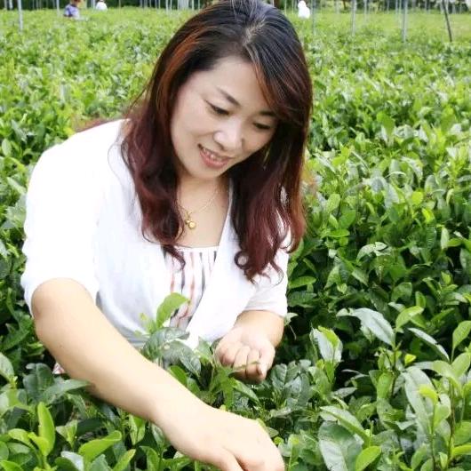 极北茶业