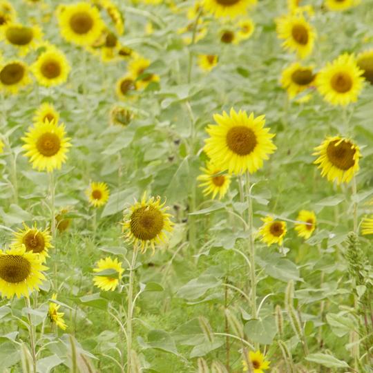 不吃香菜不吃葱