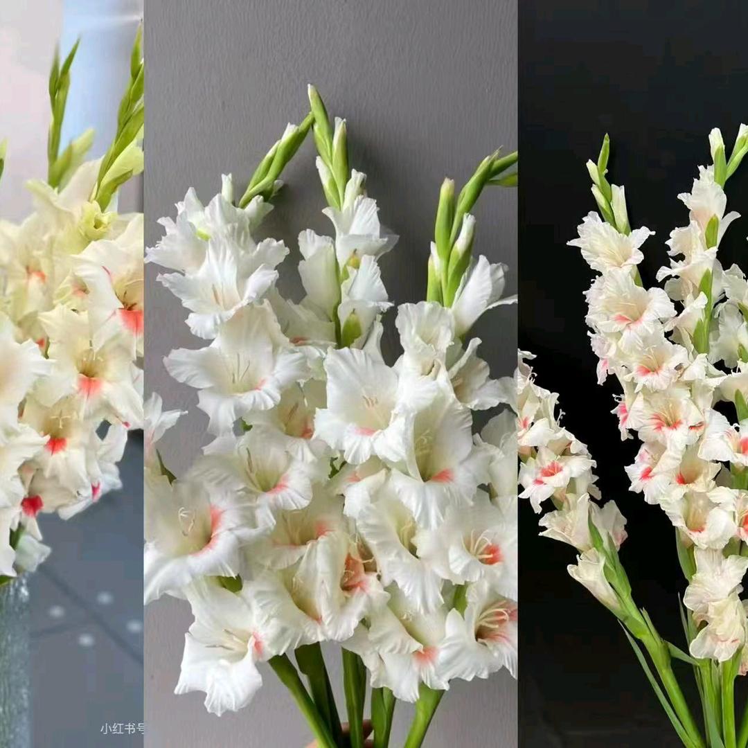 小杜1（花民鲜花）