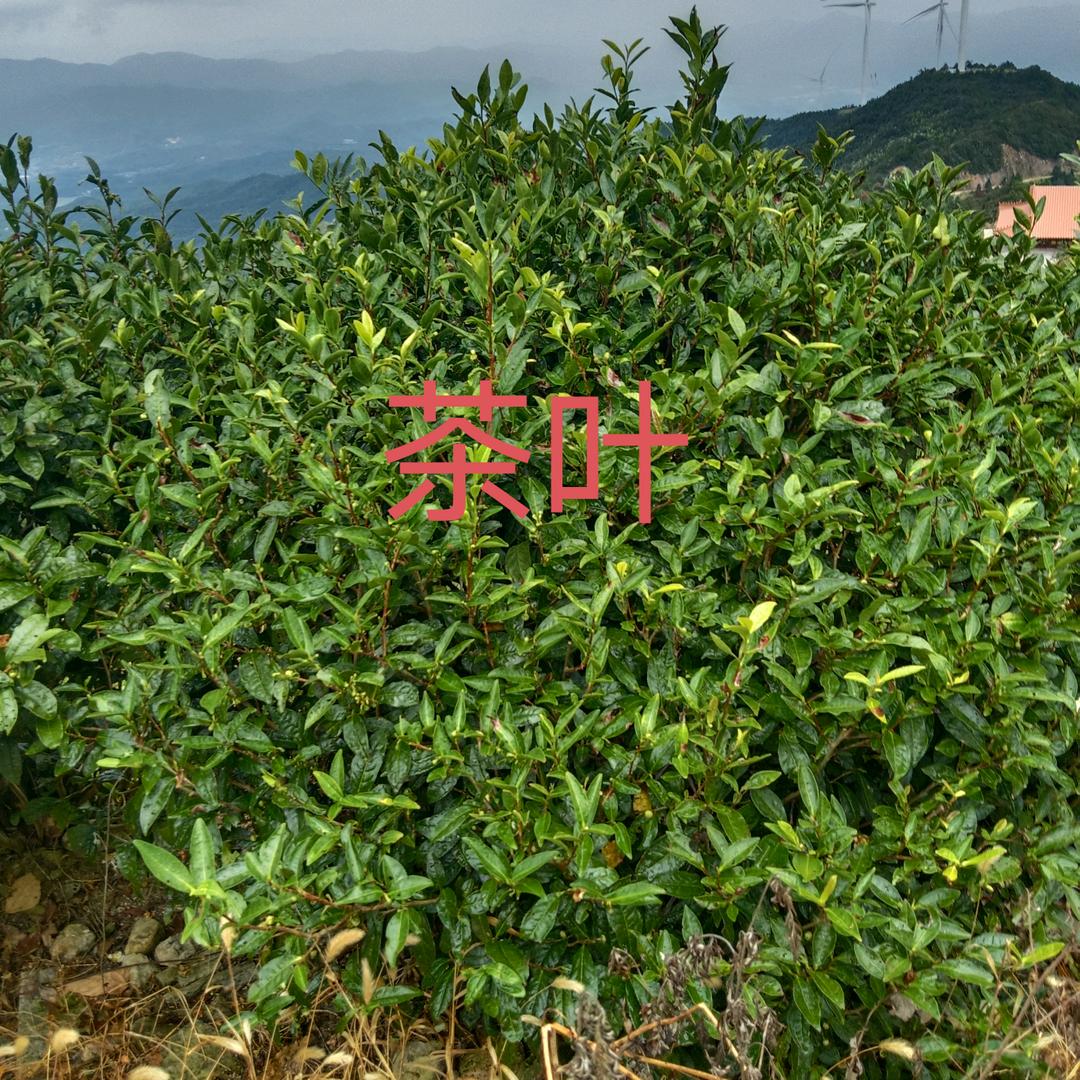 海英