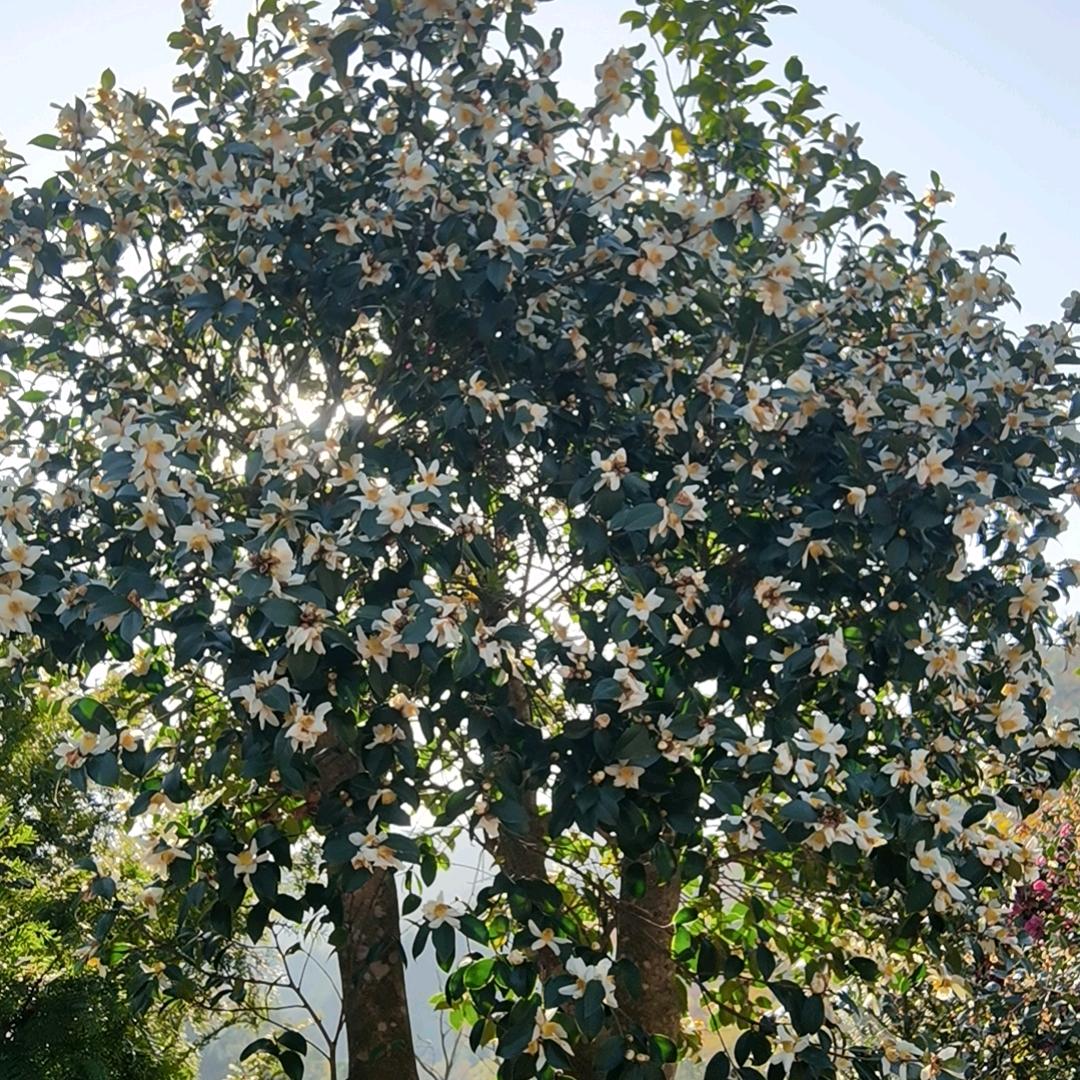 盛鑫1