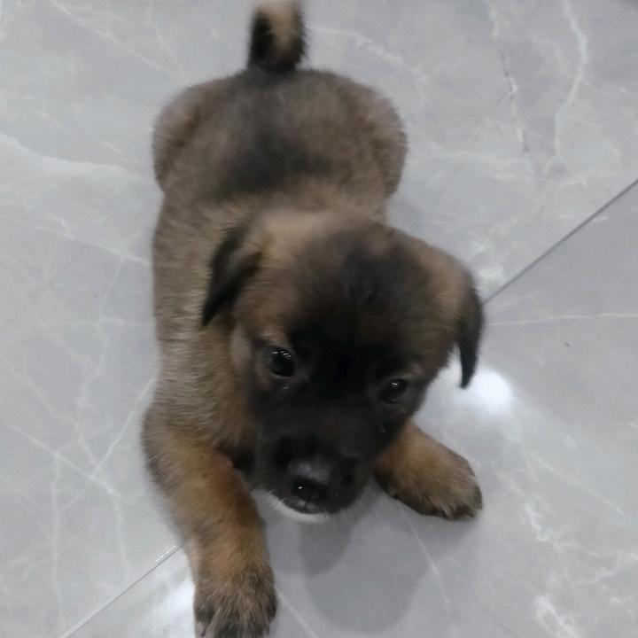 汪