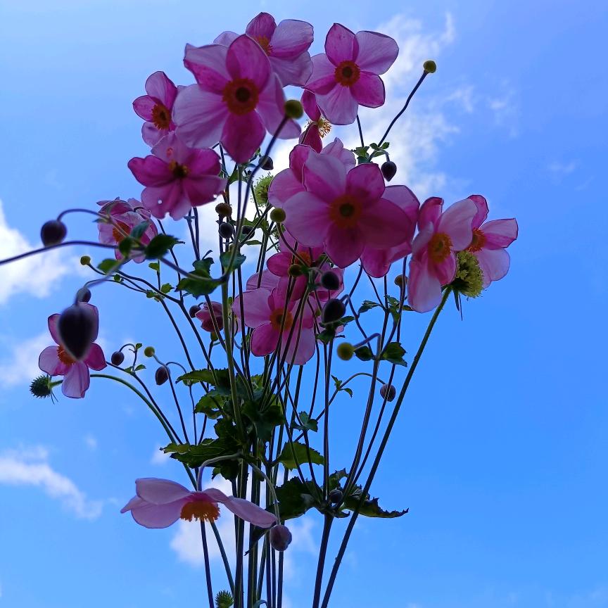 এ᭄ꦿ鑫灰🦋意冷ꦿ࿐ེ🥀