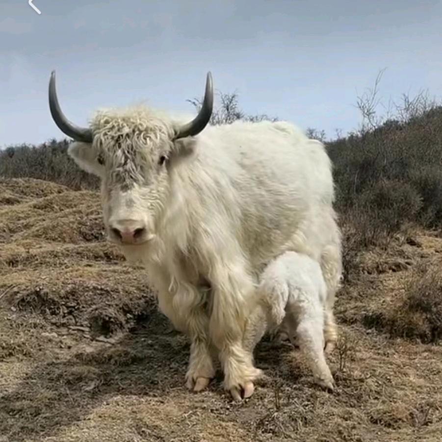 高原牧人多杰