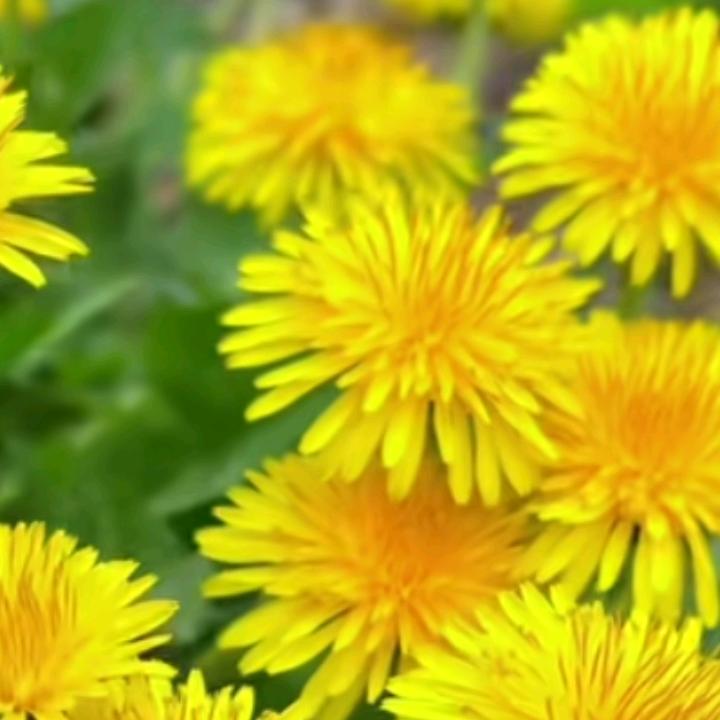 蒲公英
