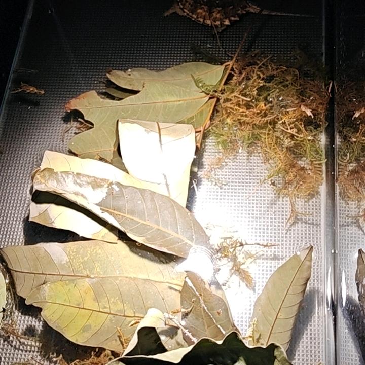麻兮将玥