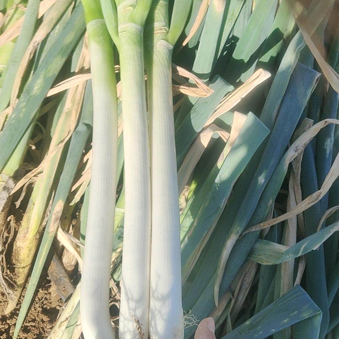 萍姐大葱