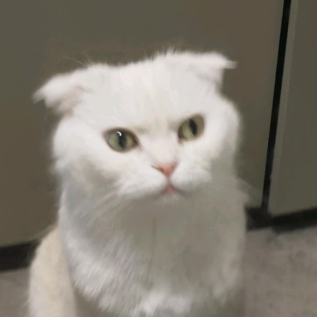 雪月z