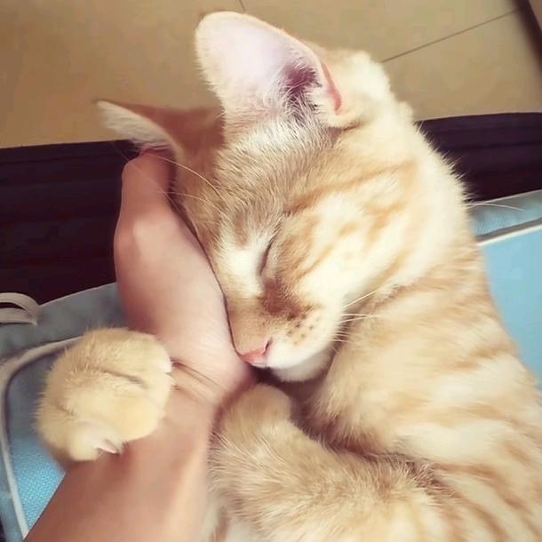 سىمىز ئۇرۇق گازىر